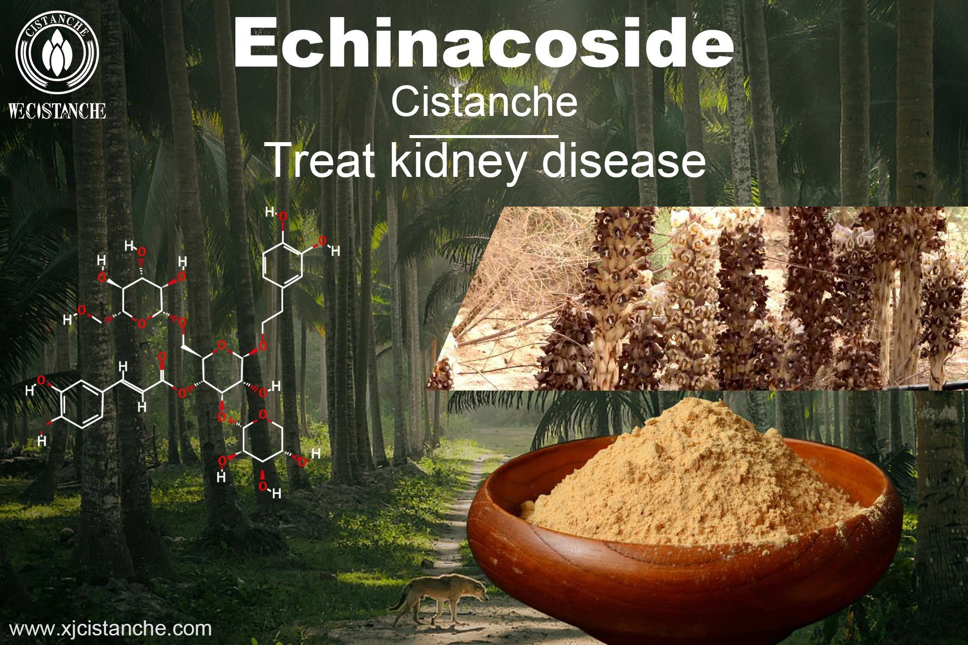 Echinacoside Can Treat kidney disease