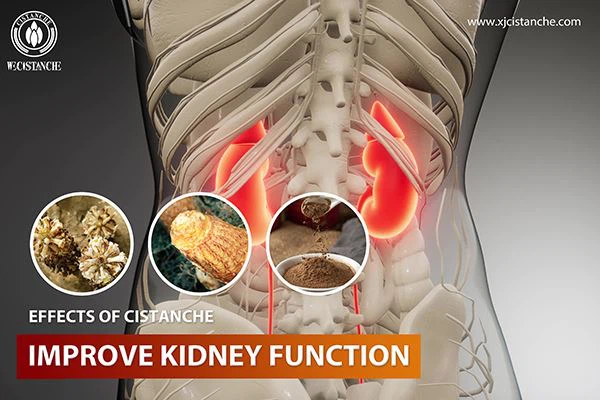 Improving kidney Function cistanche