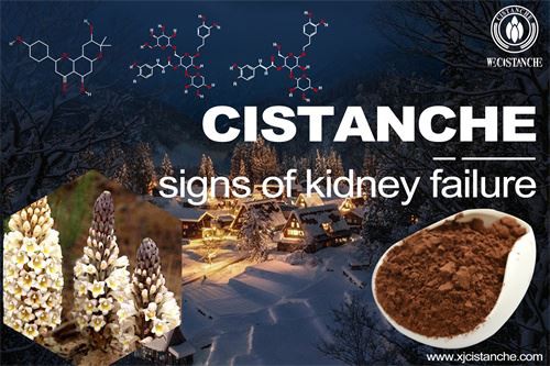 Cistanche signs of kidney failure injury