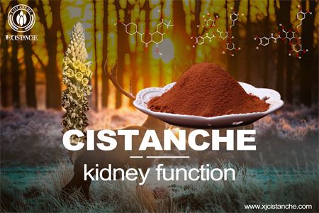 cistanche-kidney function cistanche-kidney function