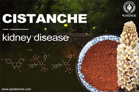cistanche-kidney disease cistanche-kidney disease