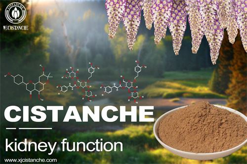 improve kidney function herb: cistanche and cistanche extract improve kidney function herb: cistanche and cistanche extract