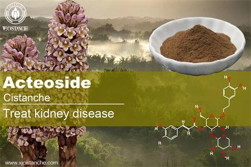 cistanche treat kidney diseases and improve sexuality cistanche treat kidney diseases and improve sexuality