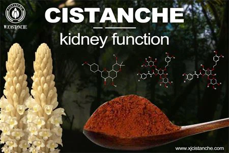 cistanche-kidney function-2(56) cistanche-kidney function-2(56)
