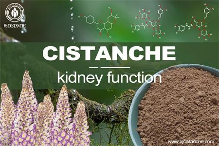 cistanche-kidney function-4(58) cistanche-kidney function-4(58)