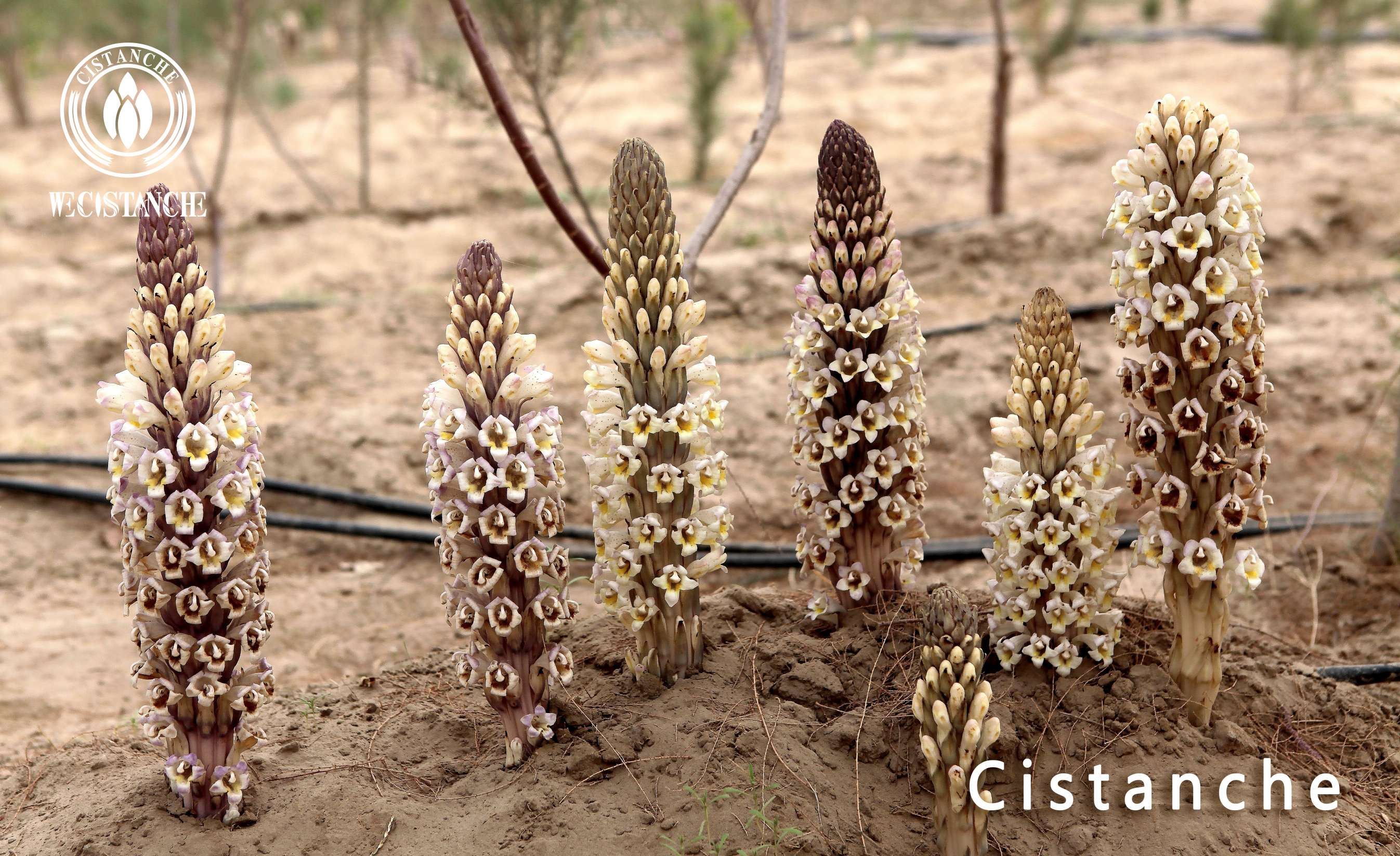 what is Cistanche what is Cistanche