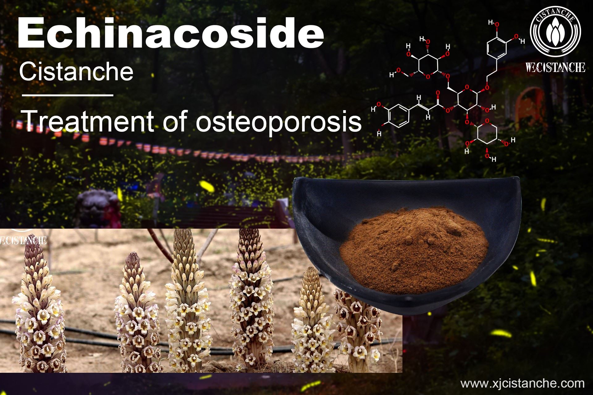 Echinacoside- Treat osteoporosis 2 Echinacoside- Treat osteoporosis 2