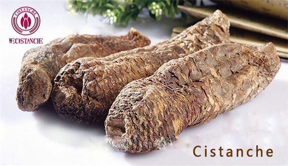 herb cistanche herb cistanche