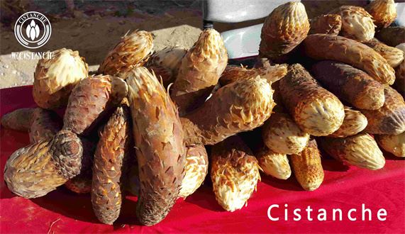 herb cistanche herb cistanche