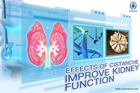 cistanche tubulosa extract benefits：improve kidney function