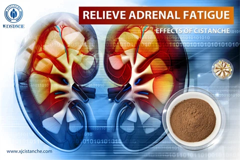 herba cistanches：relieve adrenal fatigue