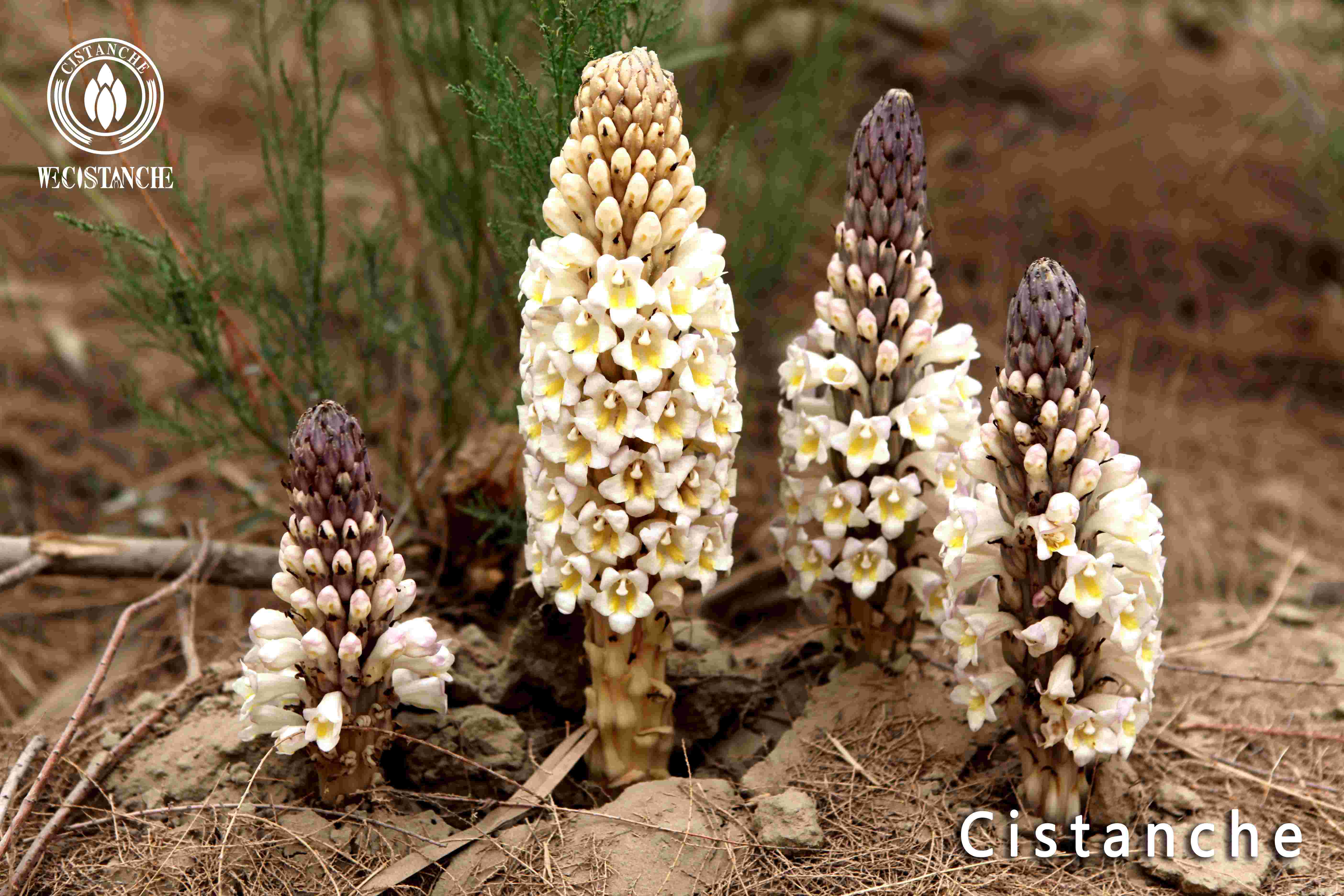 Cistanche fissa Cistanche fissa