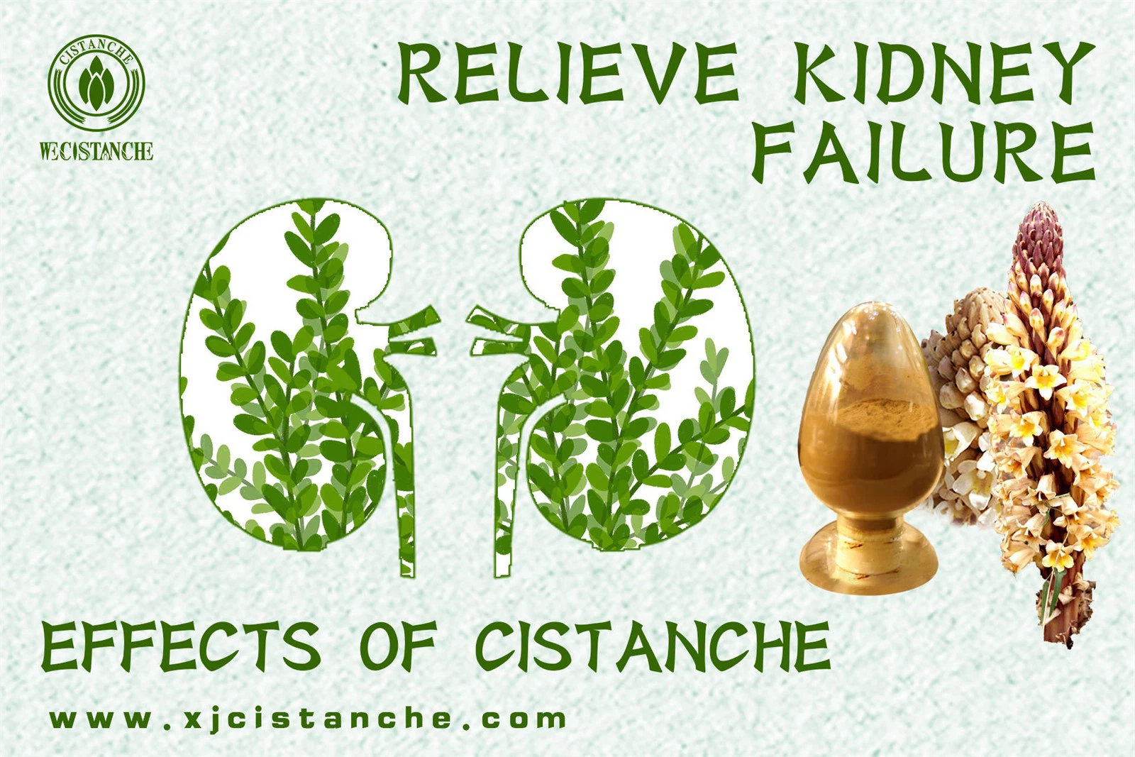 cistanche para que serve for kidney disease