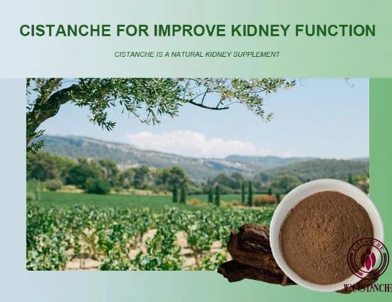 cistanche supplement