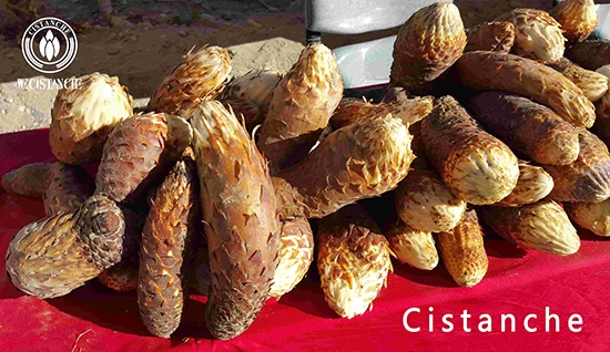 Desert ginseng—Fresh Cistanche deserticola Desert ginseng—Fresh Cistanche deserticola