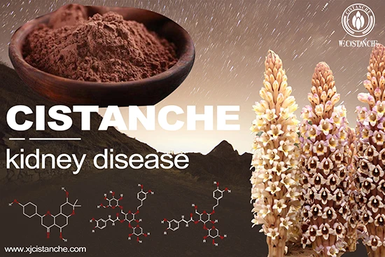cistanche-kidney disease-3(51)
