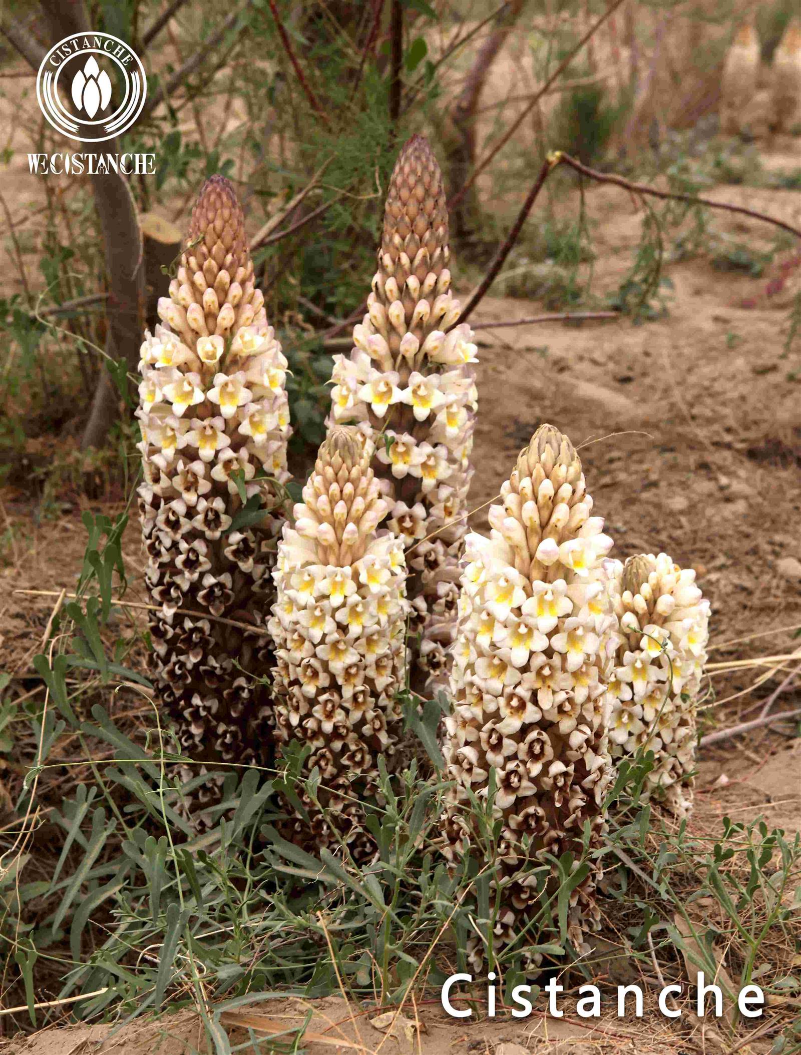 what is cistanche used for what is cistanche used for