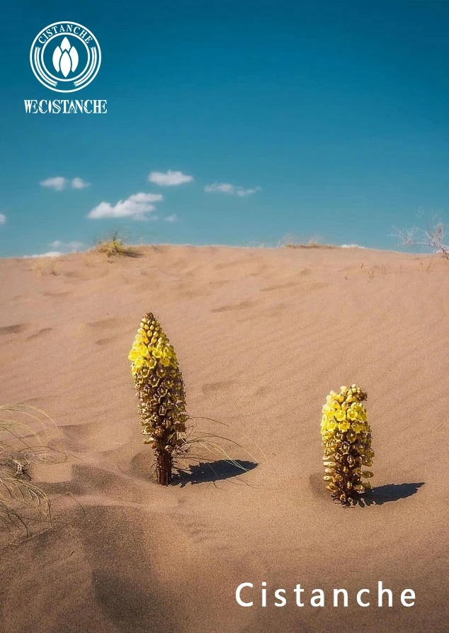 lost empire herbs cistanche lost empire herbs cistanche