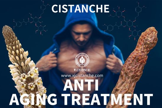cistanche cistanche
