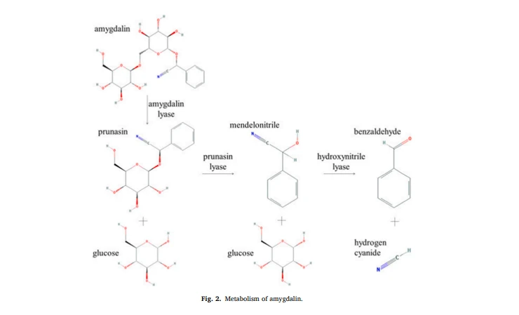 cistanche tubulosa extract powder cistanche tubulosa extract powder