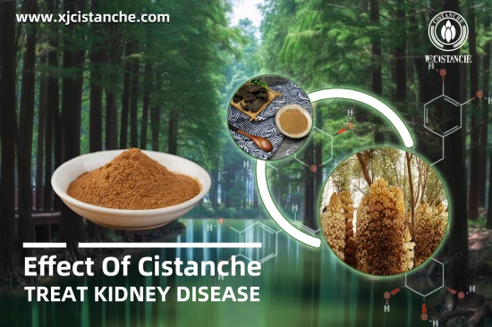 25% Echinacoside 9% verbascoside cistanche 25% Echinacoside 9% verbascoside cistanche