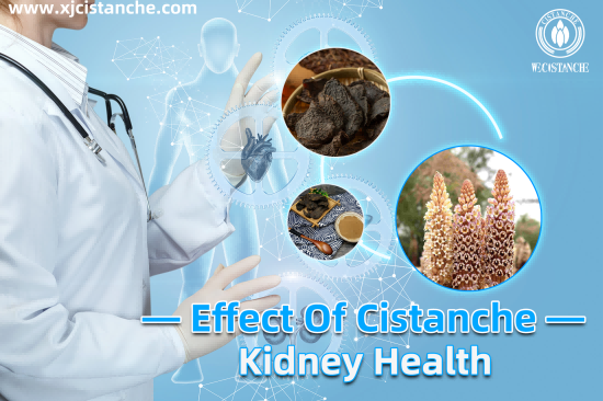 CISTANCHE EXTRACT WITH 25% ECHINACOSIDE AND 9% ACTEOSIDE CISTANCHE EXTRACT WITH 25% ECHINACOSIDE AND 9% ACTEOSIDE