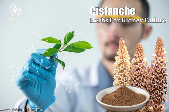 CISTANCHE EXTRACT WITH 25% ECHINACOSIDE AND 9% ACTEOSIDE FOR KIDNEY CISTANCHE EXTRACT WITH 25% ECHINACOSIDE AND 9% ACTEOSIDE FOR KIDNEY