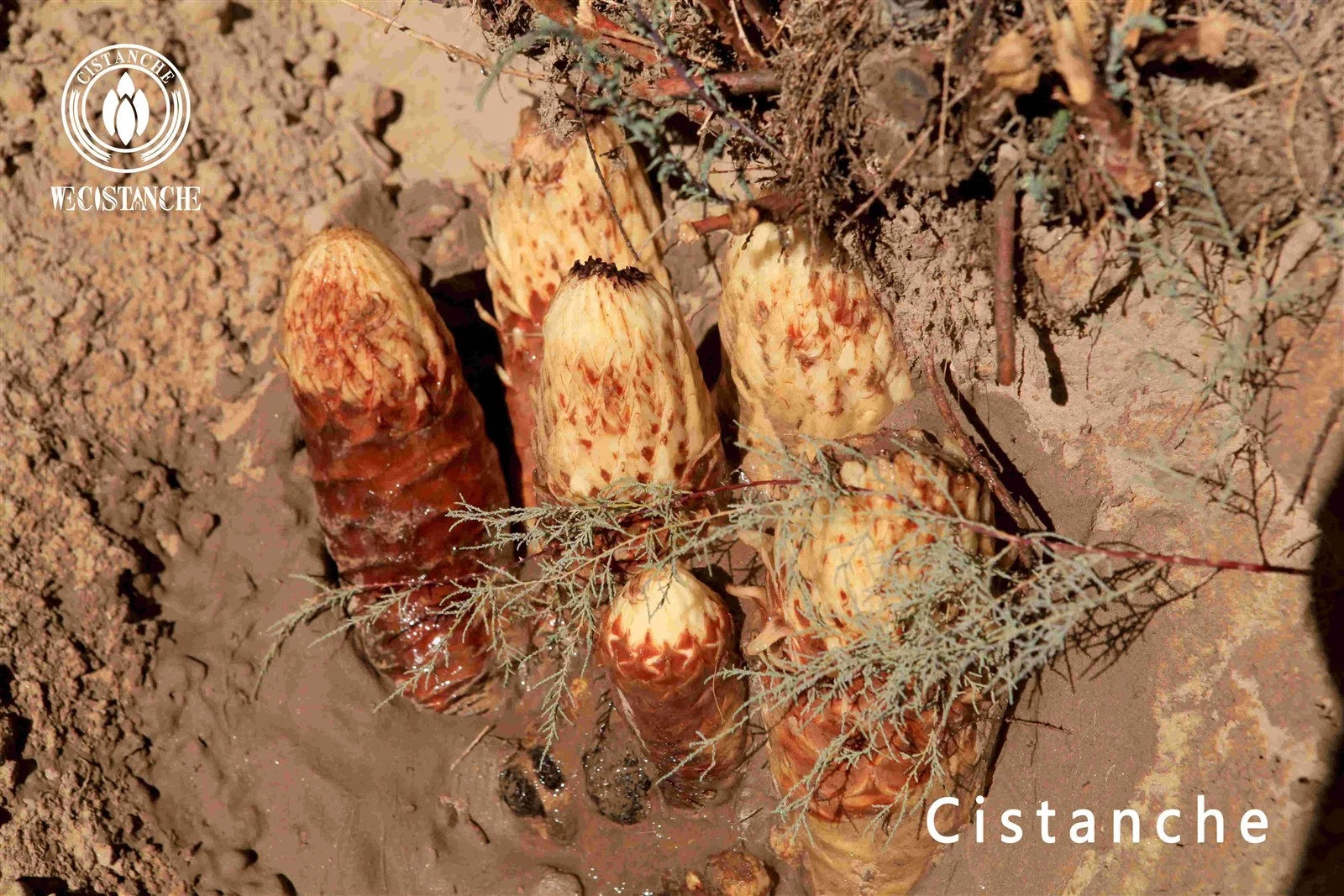 cistanche tubulosa cistanche tubulosa