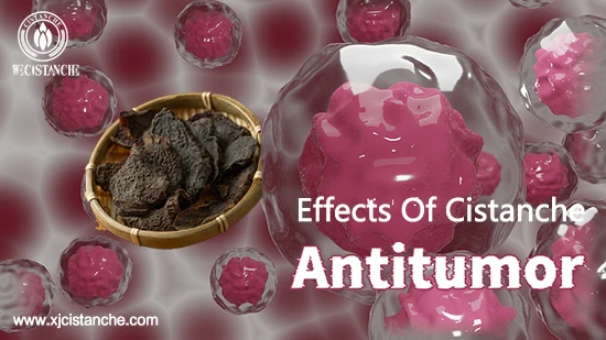 effects of cistanche-antitumor