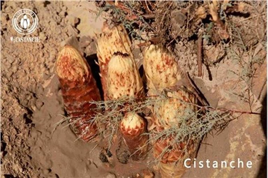 Cistanche উপকারিতা Cistanche প্রভাব Cistanche পার্শ্ব প্রতিক্রিয়া Cistanche ব্যবহার Cistanche ডোজ